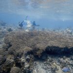 Coralli giganti: ultima frontiera per salvare gli oceani