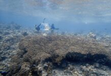 Coralli giganti: ultima frontiera per salvare gli oceani