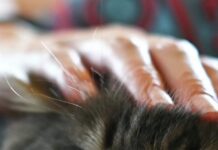 Ultima ed Enpa: rinnovato per il secondo anno il progetto #insiemeperunavitamigliore