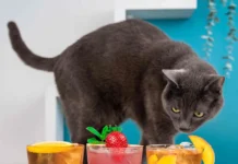 Feliway e Crazy Cat Cafè presentano “Happy Together”