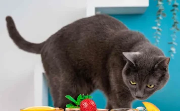 I consigli per proteggere cani e gatti dal caldo