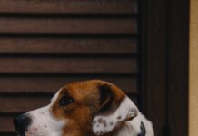 Convivenza cane e gatto: la guida di Ultima Petfood