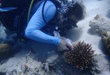 Un nuovo materiale sostenibile per il restauro delle barriere coralline