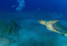 Al via nell’arcipelago di La Maddalena TARTABLU