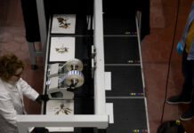 Al via il progetto di digitalizzazione massiva dell’Erbario Centrale Italiano