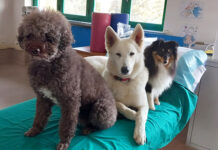 Frisee, Kalimba e Rodrigo aiutano gli ospiti del Centro “S. Maria alle Fonti” di Salice Terme nella loro riabilitazione