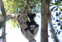Unito porta nella foresta pluviale l’algoritmo che “ascolta” i lemuri
