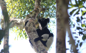 Unito porta nella foresta pluviale l’algoritmo che “ascolta” i lemuri