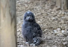 Due nuovi gufi delle nevi al Parco Faunistico Le Cornelle