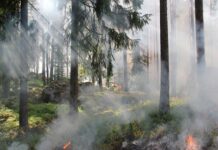 Incendi boschivi nel 2023: superfici percorse da incendi in calo al nord e centro, aumentano nelle regioni del sud e nelle isole