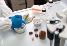 Sequenziato il genoma del castagno europeo