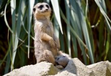 Il Parco Faunistico Le Cornelle festeggia la nascita di quattro nuovi cuccioli di suricato