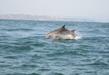 Acquario di Cattolica e Oltremare entrano nel progetto PROMED per il monitoraggio cetacei