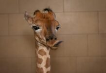 Al Safari Park Lago Maggiore nasce una piccola giraffa