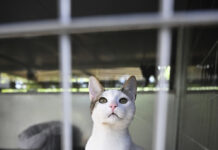 Ultima Petfood celebra la Giornata Nazionale del Gattile