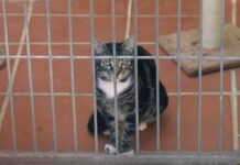 Ultima al fianco di ENPA per il progetto Affidi Temporanei