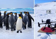 ENEA utilizza il supercalcolo per la conta della popolazione di pinguini