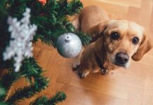 Cani e gatti: regali e coccole ma anche stress sotto l’albero