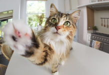 Generazioni a confronto: da Gen Z ai Boomer l’evoluzione del rapporto con gli animali da compagnia