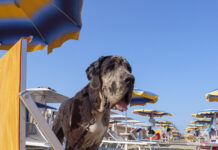 Rimini e la Romagna sempre più destinazioni per una vacanza a misura di pet