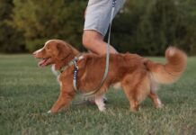 Frido: nuovo brand accessori pet Made in Italy e artigianale