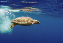 Come nuotano gli animali per risparmiare energia