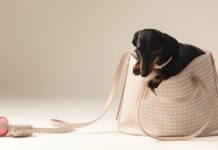 Coccinelle svela la prima Pet Capsule Primavera/Estate 2025