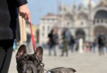 Arriva “Dogs & Museum Road Show”