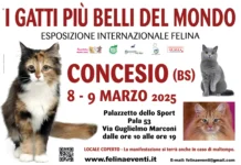 I GATTI PIU’ BELLI DEL MONDO arrivano al Pala53 di Concesio