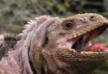 Studio genomico riavvia le lancette dell’evoluzione delle iguane delle Galápagos