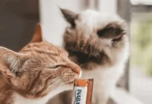 Inaba Foods porta in Italia lo snack giapponese per gatti Churu