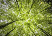 Allarme deforestazione: nel 2024 persi oltre 6 milioni di ettari a livello globale