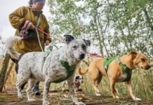 Da Hurtta la nuova pettorina Weekend Warrior II ECO