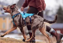 Safeguard Harness: sicurezza e comfort su misura