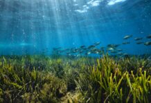 4 modi in cui l’AI e i dati stanno salvaguardando gli oceani e la fauna marina