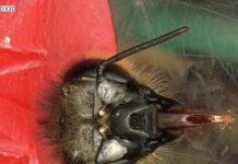 Il sonno delle api. Così umano