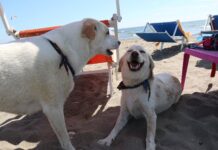 Riapre ufficialmente BAUBEACH