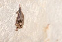 Un pipistrello africano a Lampedusa: scoperta una nuova specie per l’Europa