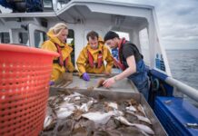 Devastante l’impatto della pesca industriale sul pianeta