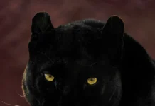 Tre esemplari di leopardi melanici al Safari Park di Pombia