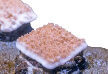 Coralli: una biopasta conduttiva è la nuova frontiera per il restauro