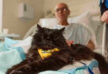 Purina lancia la quarta edizione del BetterwithPets Prize