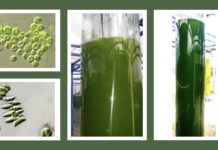 Concerti di ultrasuoni per le microalghe