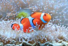 Vitamarinaweb: il nuovo social network italiano sul mare e sulla vita marina