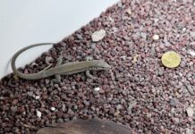 Al Bioparco di Roma sono nate 52 rarissime lucertole delle Eolie