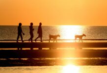 Le città più pet-friendly al mondo
