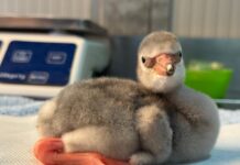 Zoomarine e Aquafelix annunciano la nascita di due fenicotteri minori