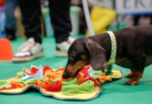 Torna a Milano Quattrozampeinfiera con l’iniziativa #UsatoPet