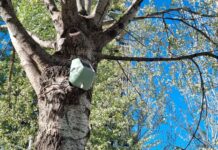 Prospettiva Terra: l’IA che rende sicuro il verde urbano