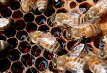 Ape mellifera selvatica: un passo avanti per la sua salvaguardia